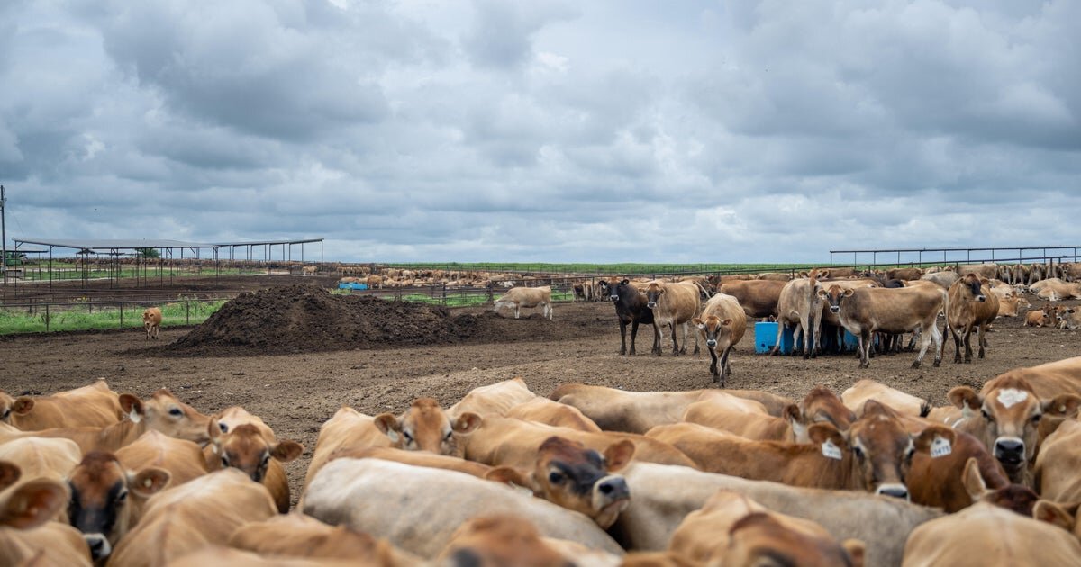 Cattle ranchers express concern about boosting foreign beef imports