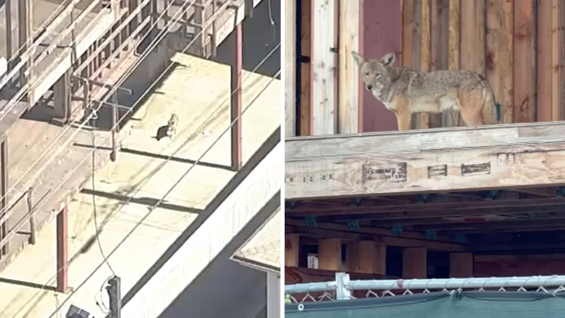 Loud pack of coyotes takes over abandoned West Hollywood construction site