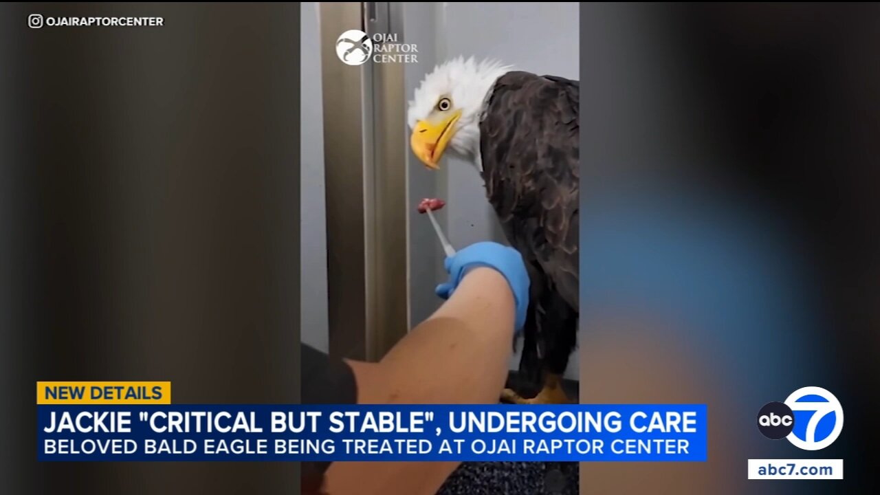 Big Bear bald eagle Jackie shows improvement, remains stable but critical in ICU at recovery center