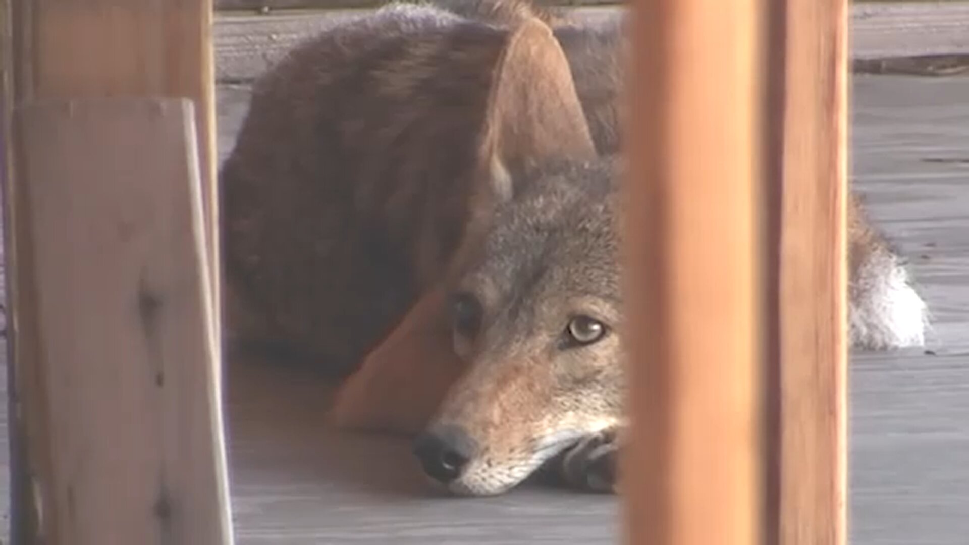 West Hollywood requiring property owner to remove coyotes from stalled construction site