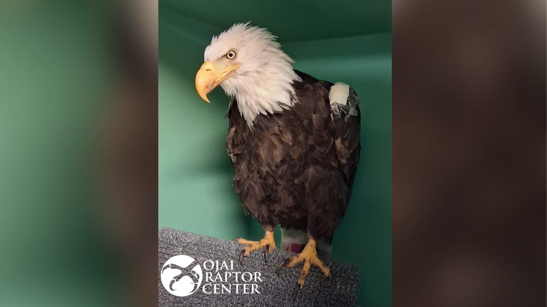 Big Bear eagle Jackie moved from ICU to regular hospital unit in encouraging recovery milestone