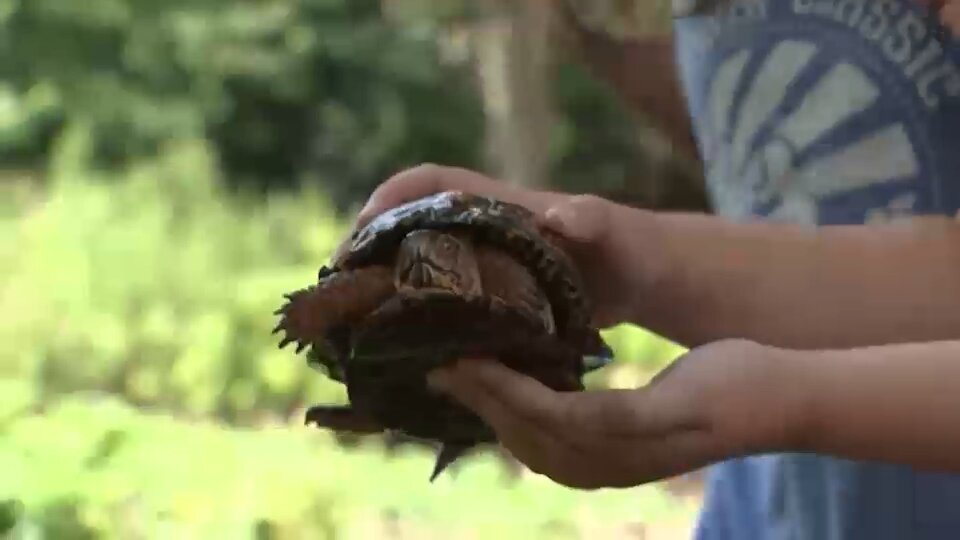 More than 100 box turtles dumped along riverbank in Cranford, NJ