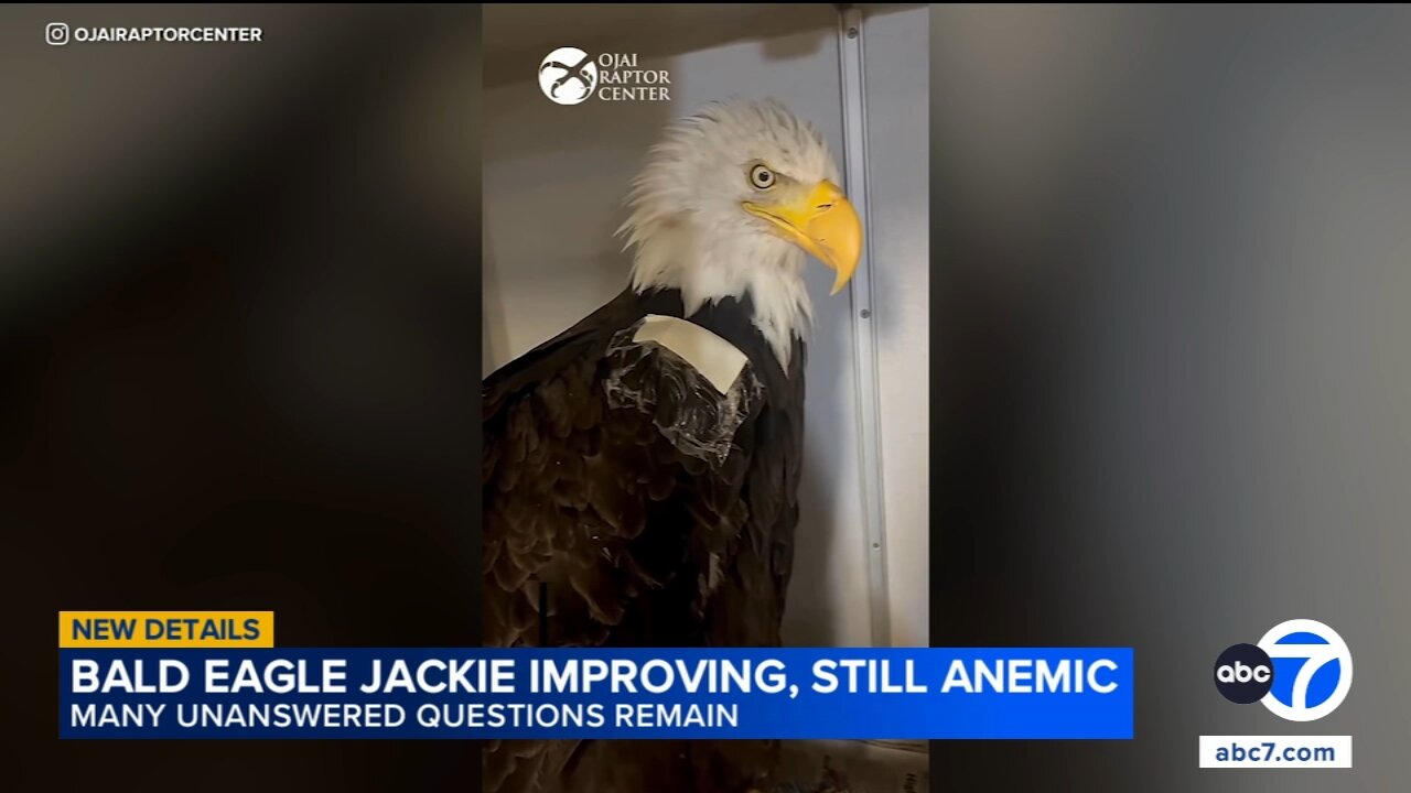 Big Bear eagle Jackie still shows anemia in new bloodwork, continues to improve
