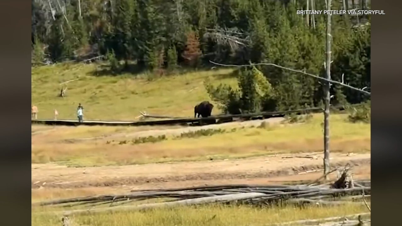 Video shows child's scary encounter with bison at Yellowstone National Park
