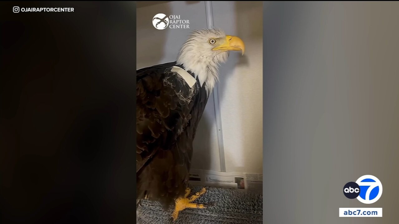 Big Bear bald eagle Jackie suffers setback while being treated for anemia by veterinary team
