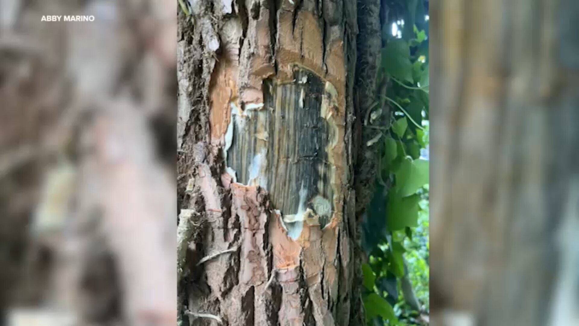 Deadly fungal disease threatening trees found in 5 Long Island towns