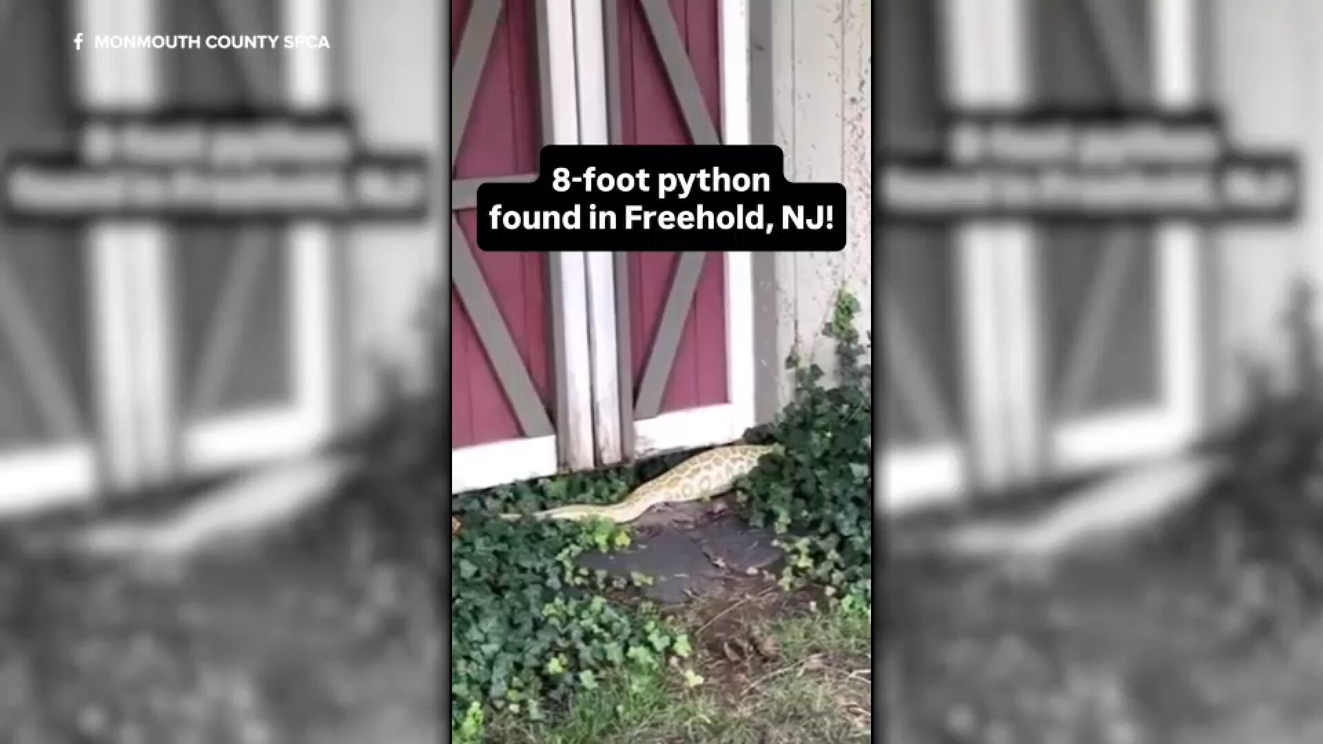 8-foot Burmese python found in NJ backyard, ate opossum under shed