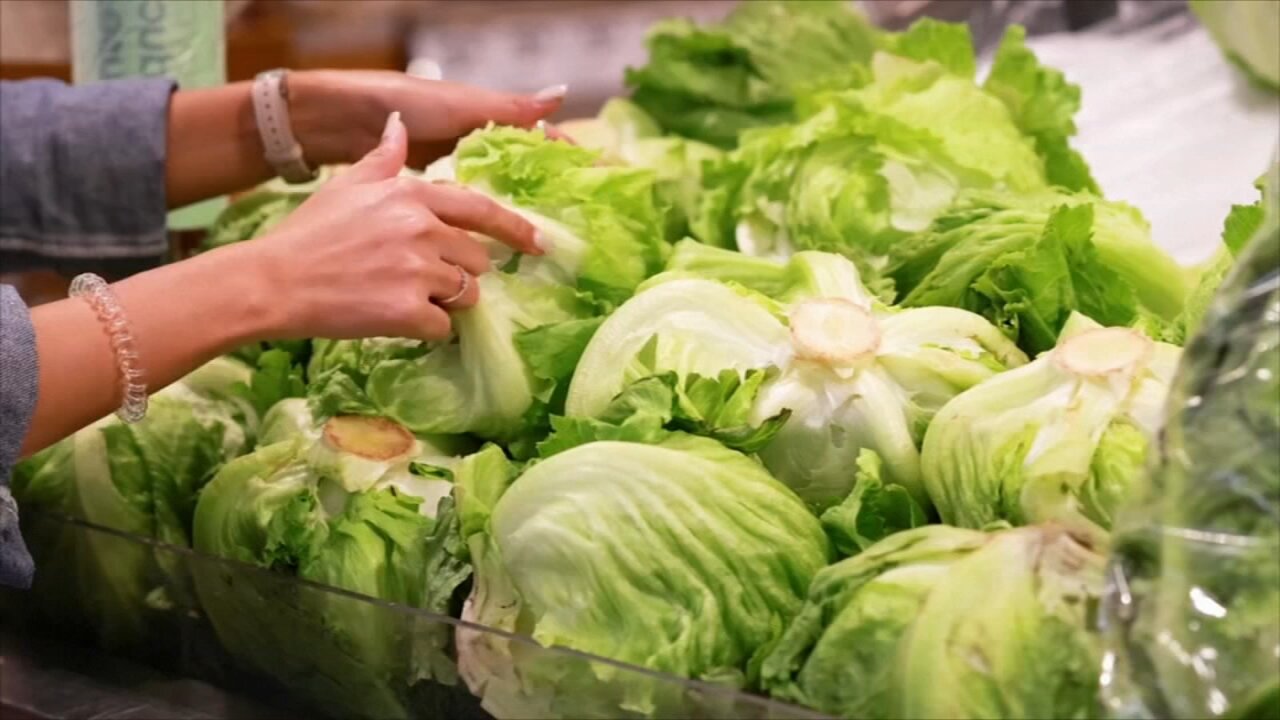 Michigan health officials say people can resume regular lettuce-eating habits as new cases of cyclosporiasis slow