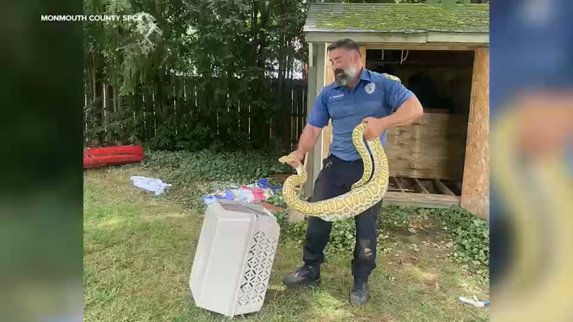 8-foot Burmese python found in New Jersey backyard after eating opossum under shed