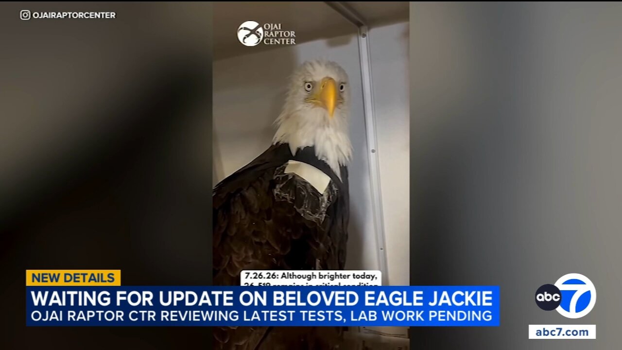 Public invited to send notes of encouragement for Big Bear eagle Jackie, care team