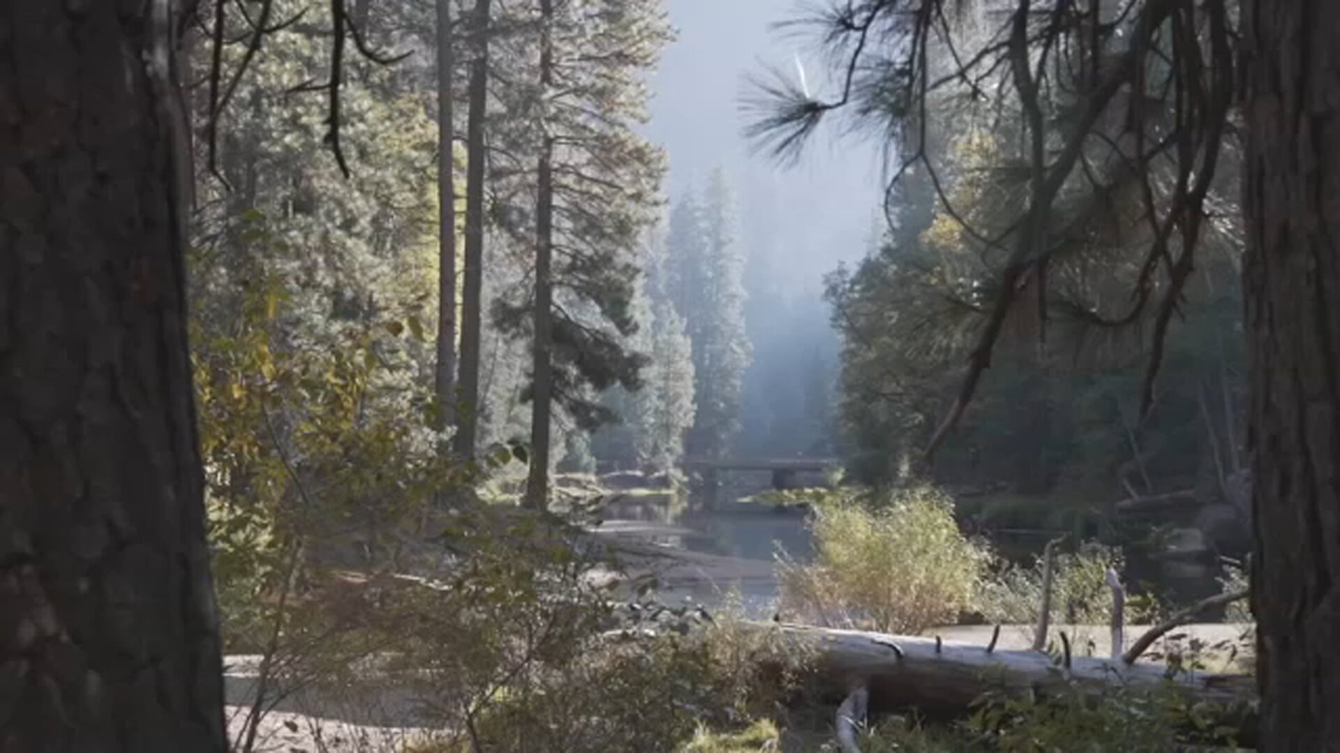 Yosemite National Park warning visitors about 'summer branch drop' season