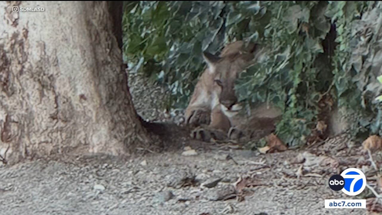 Mountain lion tranquilized by wildlife officials after being found in San Dimas neighborhood