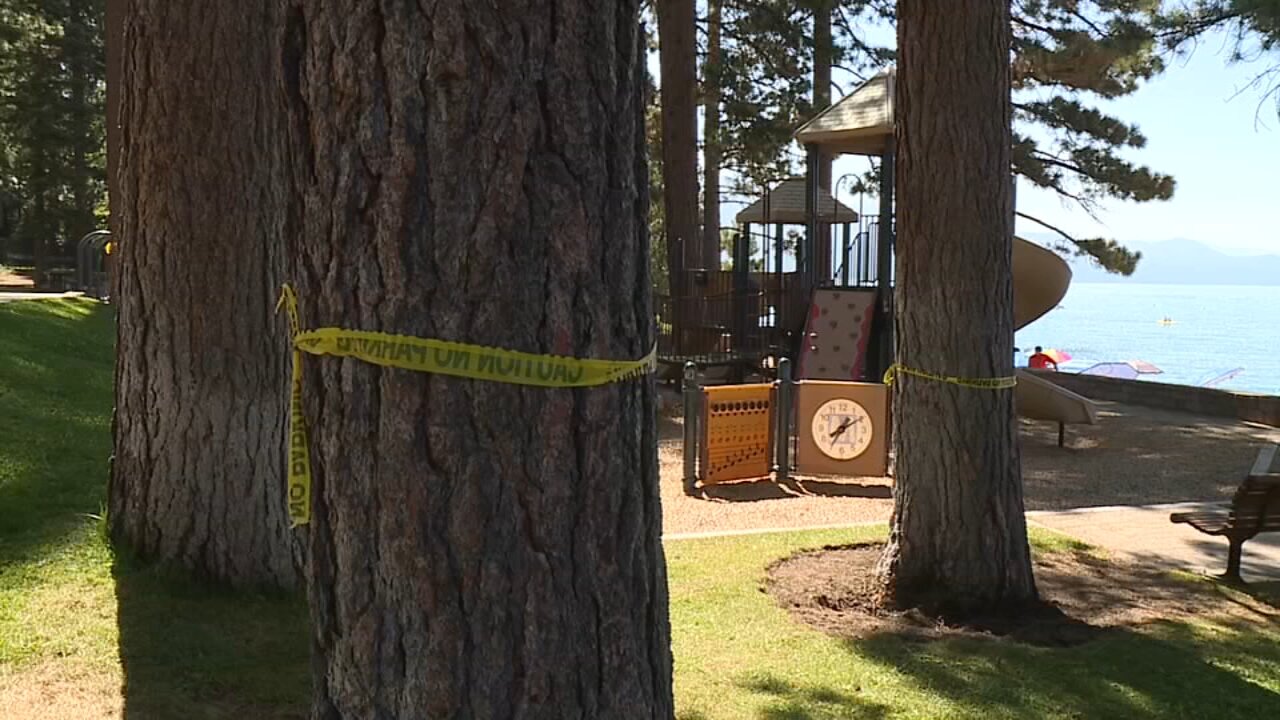 Trees intentionally poisoned on Lake Tahoe beach, officials say