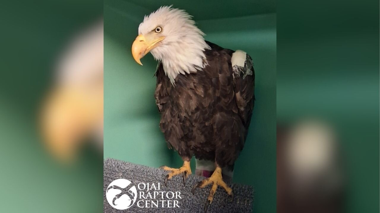 Big Bear eagle Jackie remains critical, back in ICU after condition worsened overnight