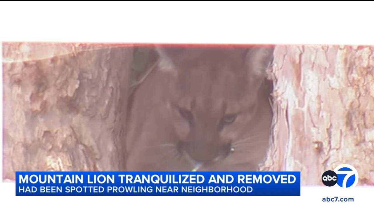 Mountain lion tranquilized by wildlife officials after being found in San Dimas neighborhood