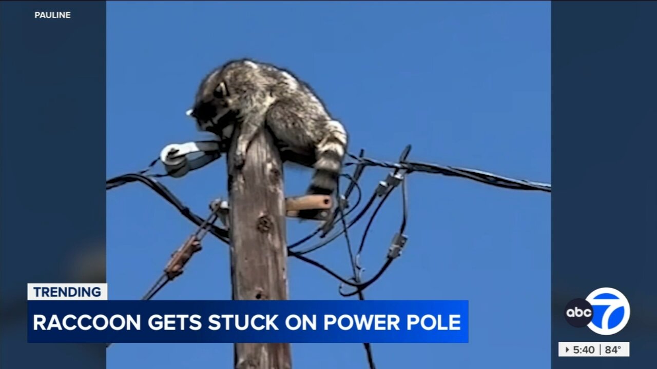 Raccoon rescued after spending two days atop power pole in Santa Ana neighborhood