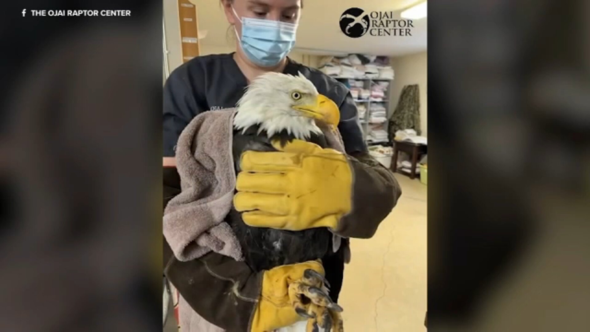 Big Bear eagle Jackie remains critical, back in ICU after condition worsened overnight