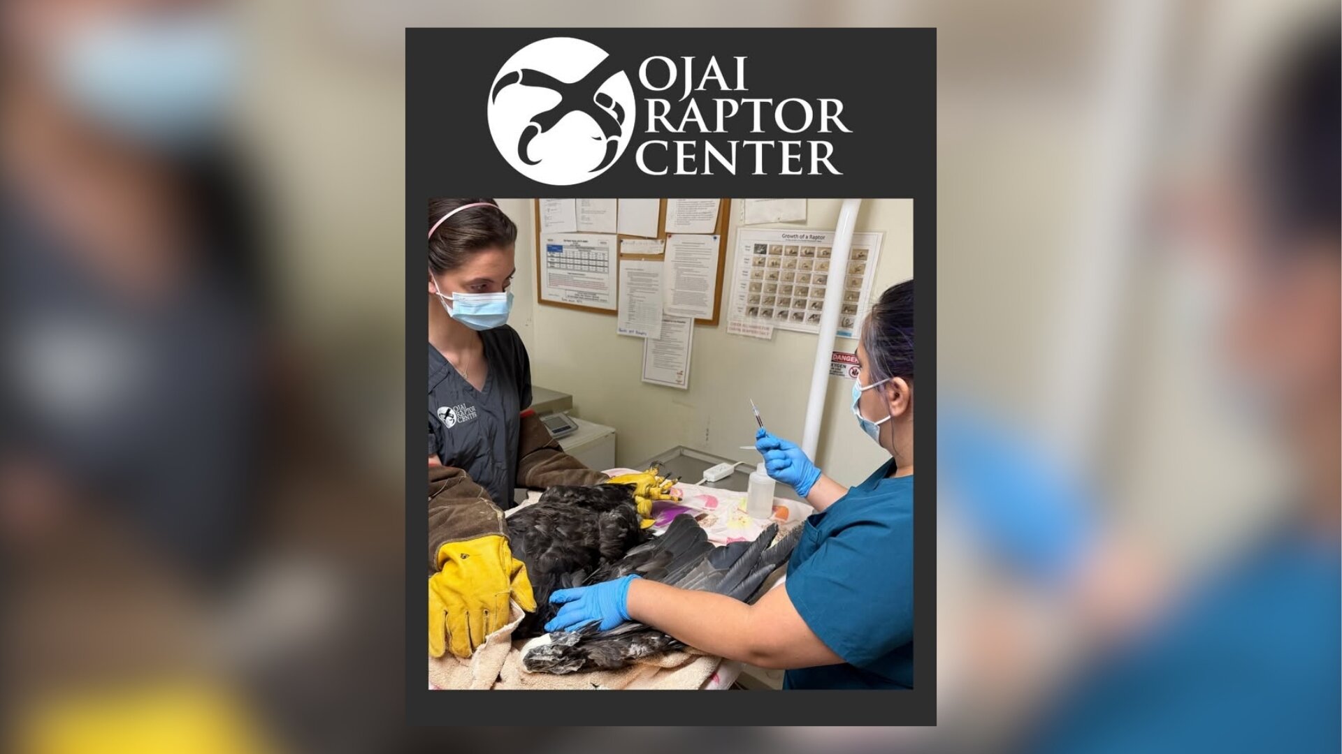 Big Bear eagle Jackie remains critically ill and 'unstable' as PCV continues to fall, vet team says