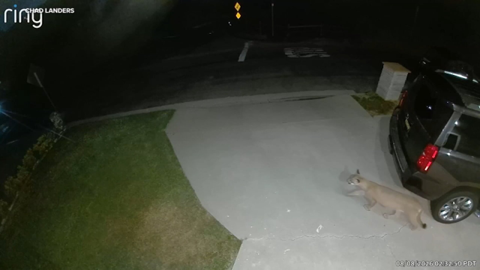 Mountain lion spotted strolling through Studio City driveway, video shows