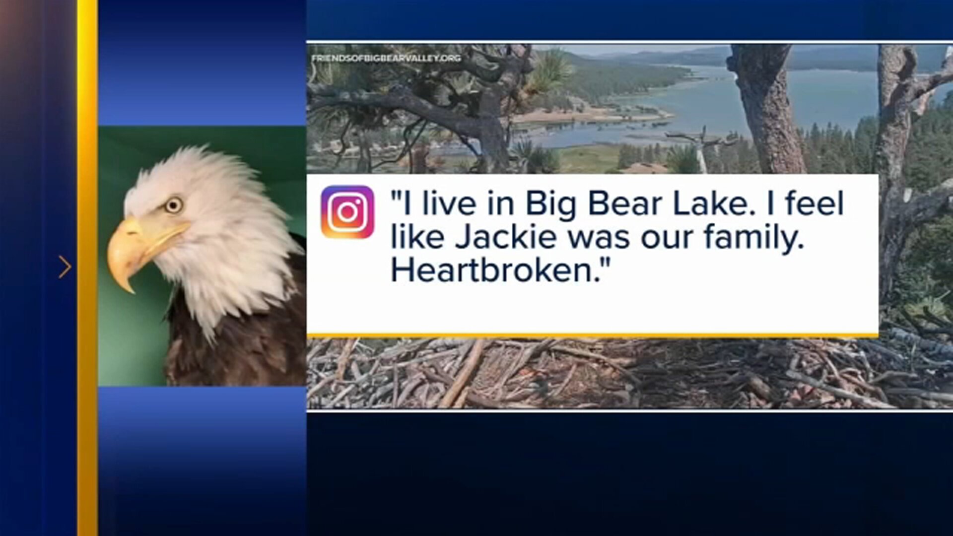 Jackie the Big Bear bald eagle left lasting impact on fans, environmentalists