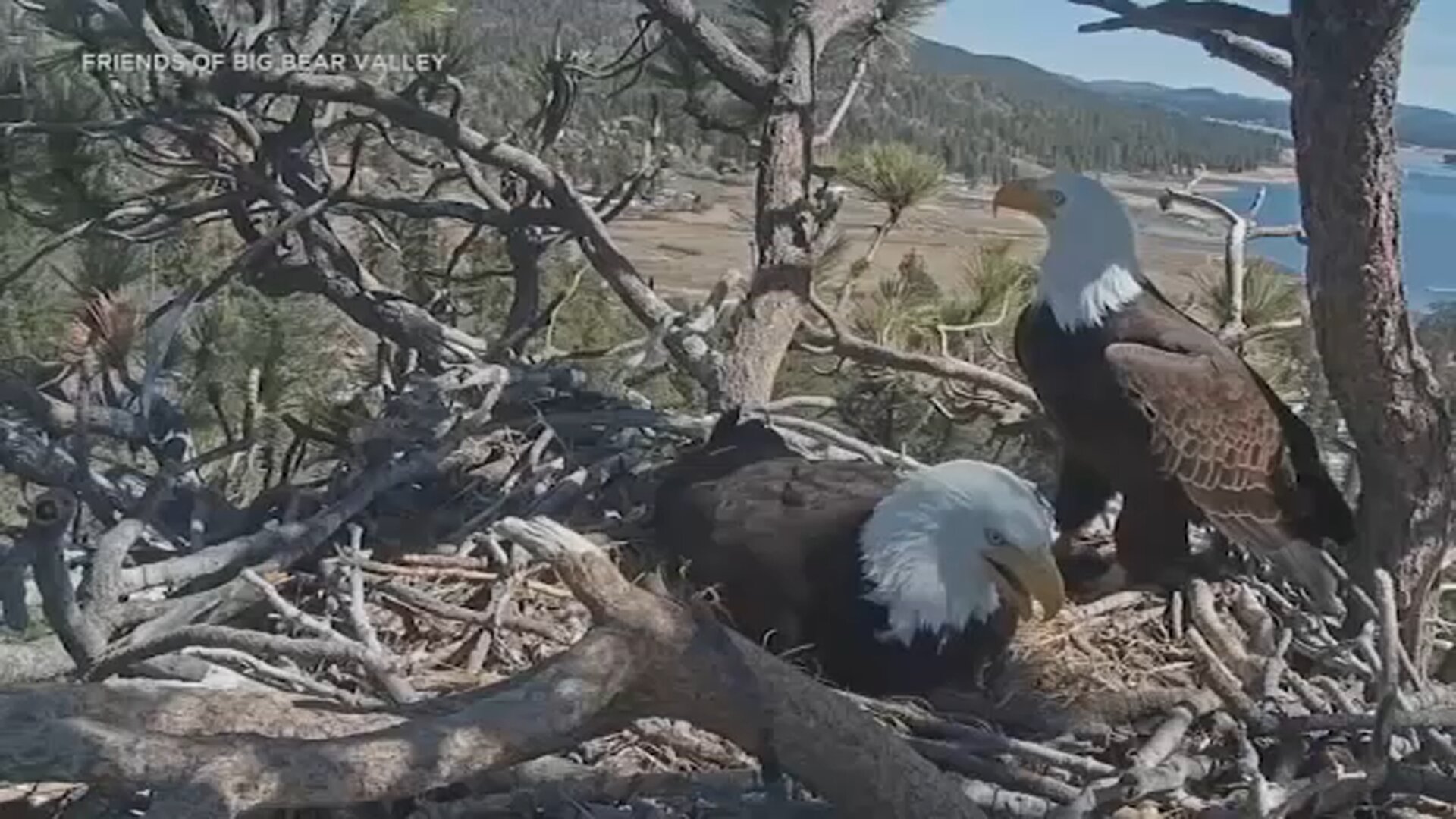 Big Bear eagles: What's next for Shadow after death of his mate Jackie?