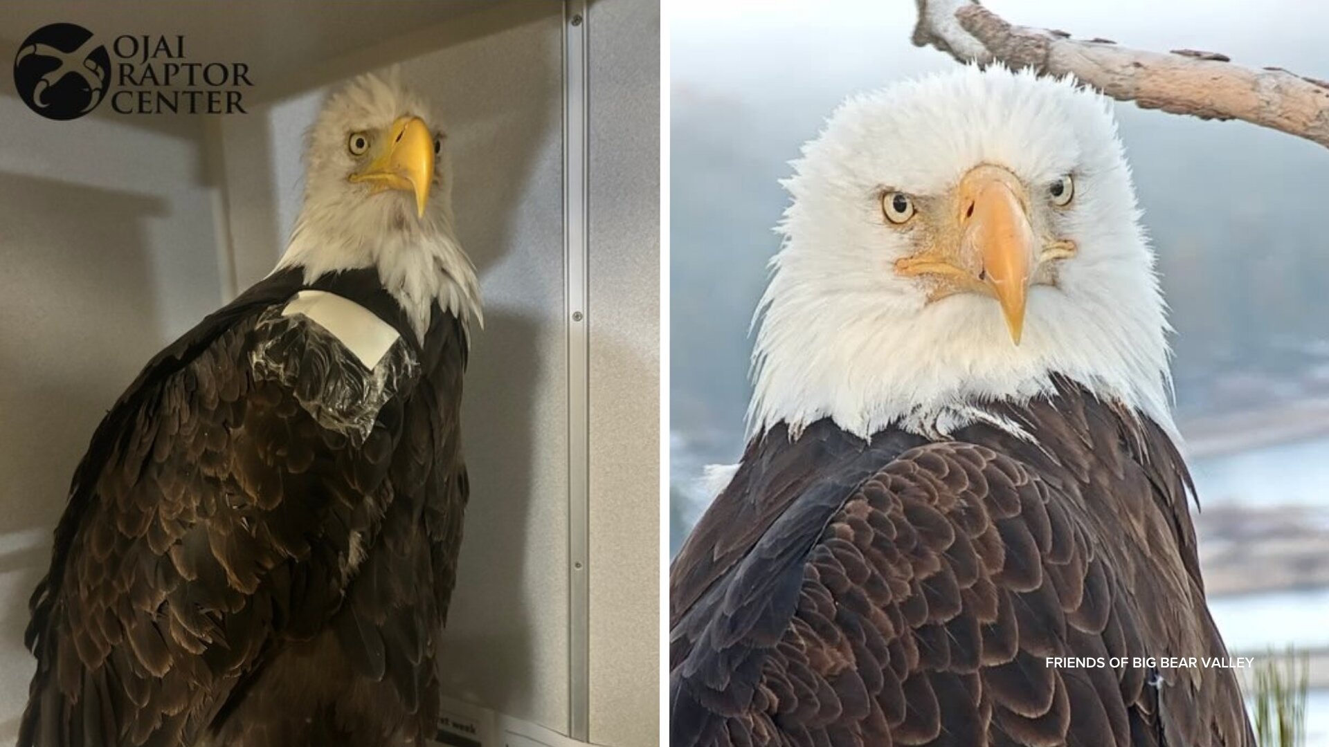 New details shed light on what made bald eagle Jackie deteriorate, where her remains will be sent