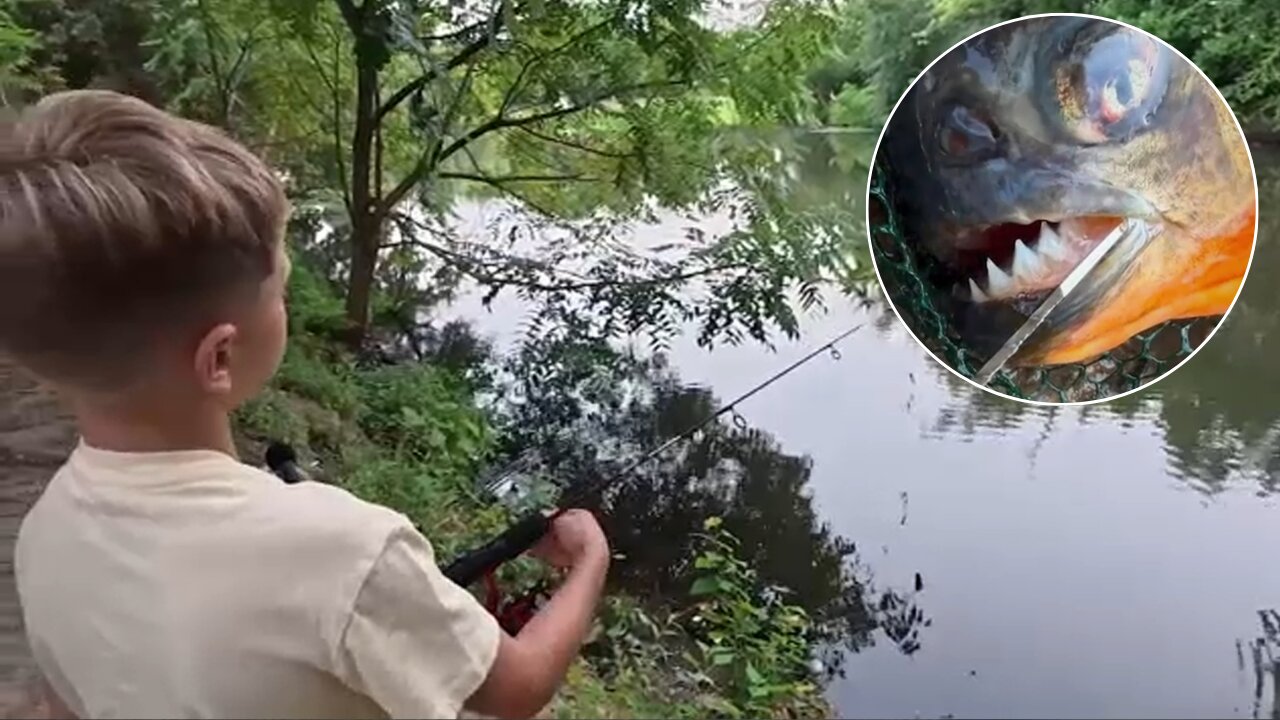 It's a piranha!': Boy's unexpected catch sparks reminder about exotic pet releases