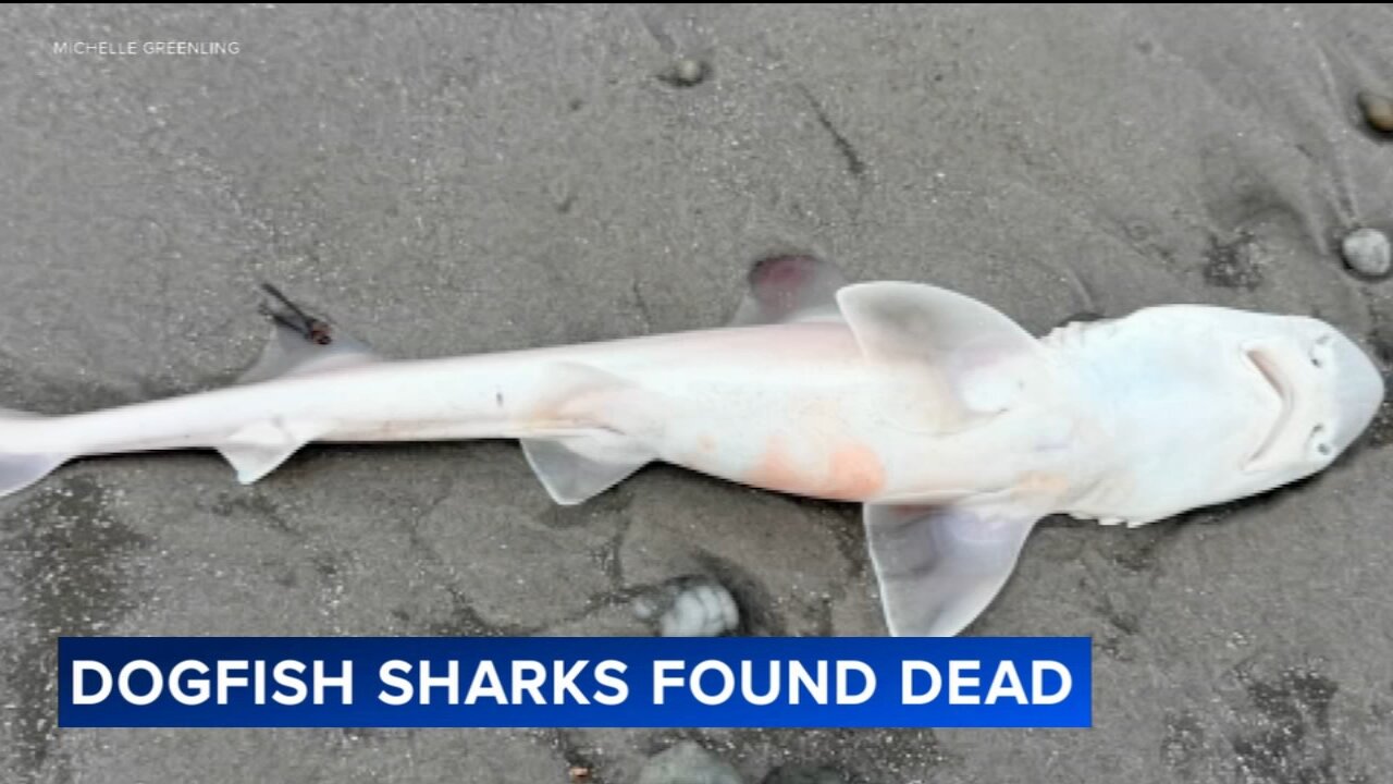 Mystery surrounds dozens of dead sharks found at New Jersey beach