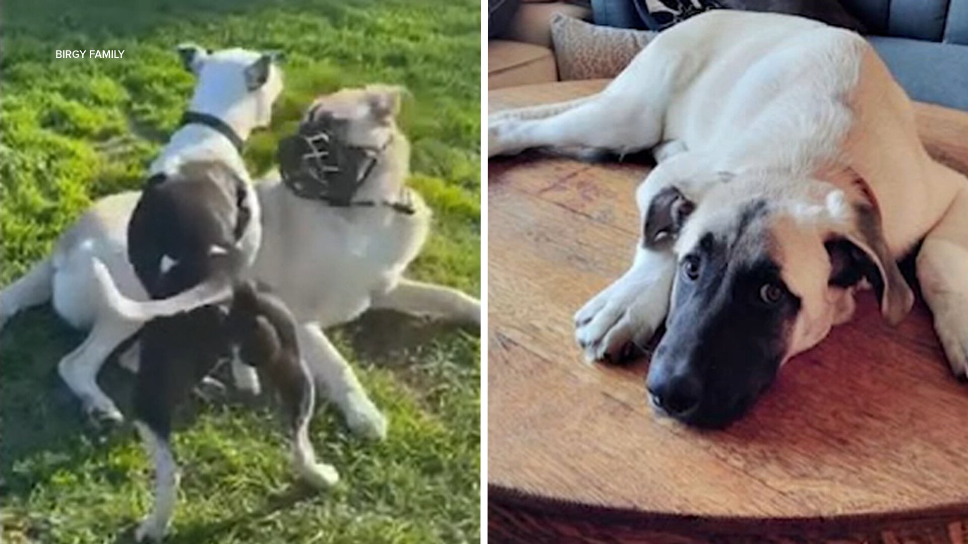 Ventura County euthanizes dog after appeals fail and emergency motion filed with Supreme Court