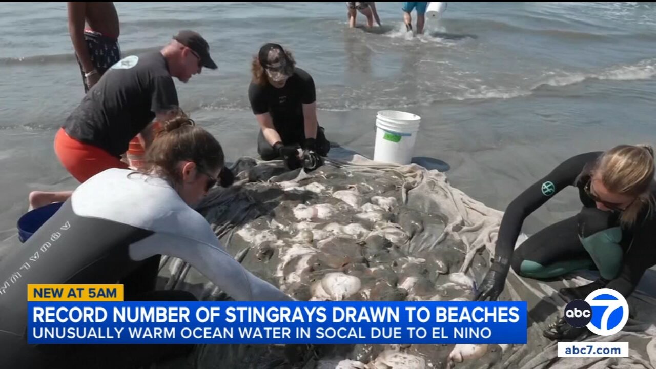 Stingray lashings up as marine heat wave off SoCal draws more to shore