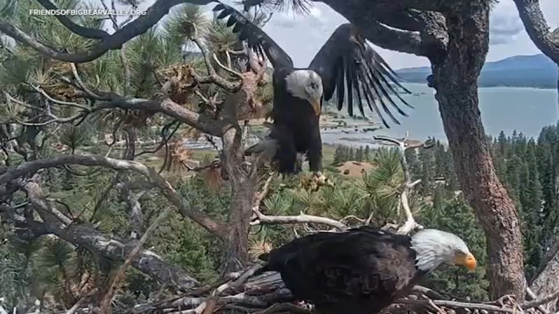 Big Bear eagle Shadow seen back at his nest with a new friend