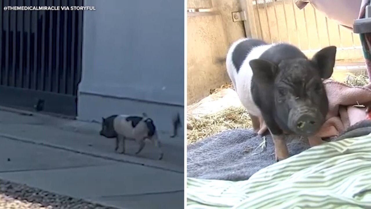 Piglet seen running loose in WeHo could be put up for adoption if owner doesn't come forward