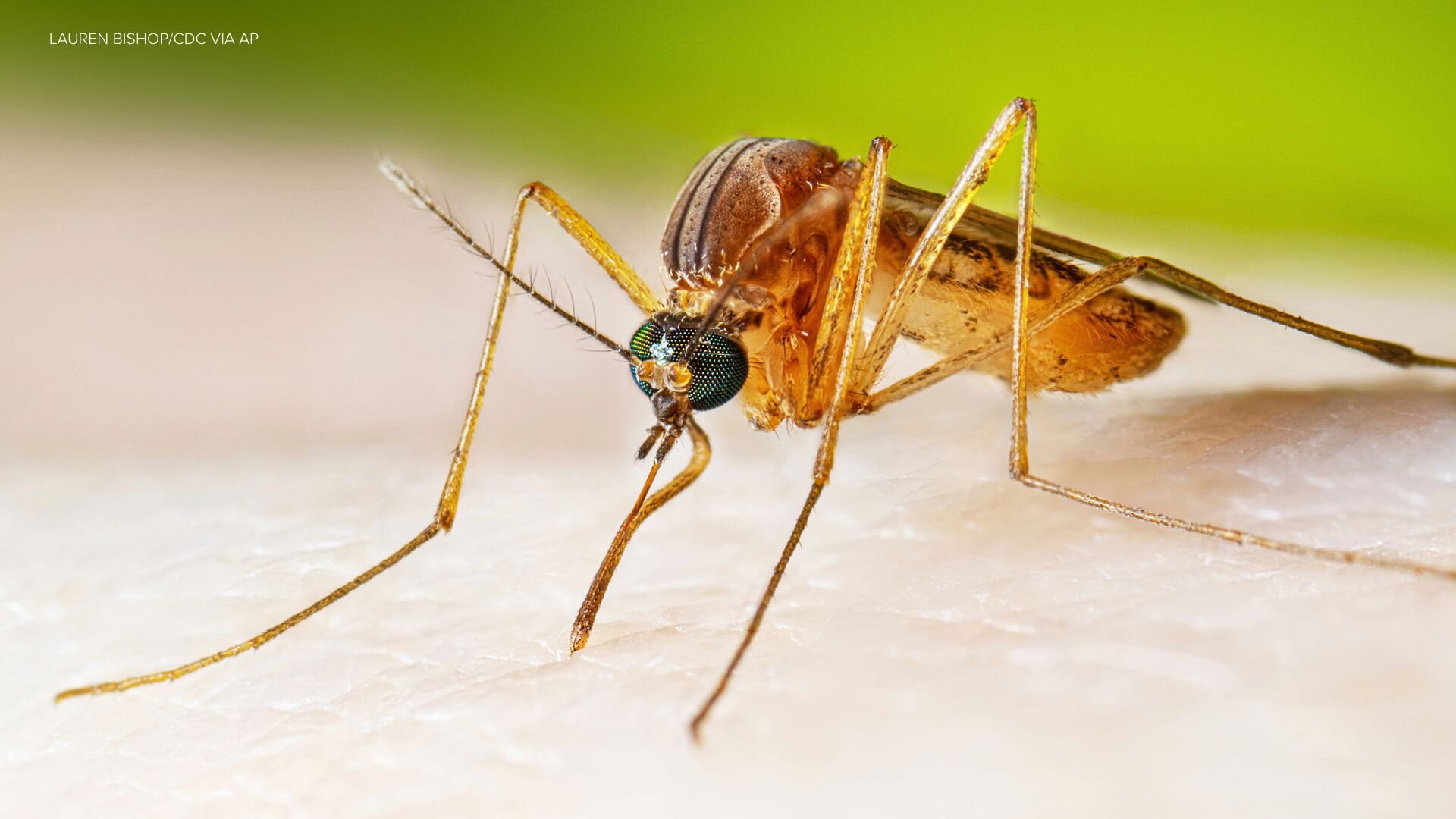 New York City reports 1st human case of West Nile Virus in 2026