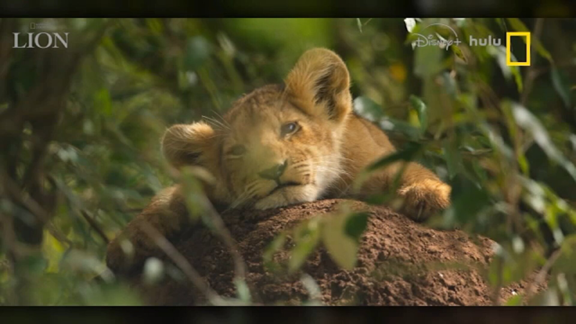 New Nat Geo groundbreaking documentary 'Lion' follows pride of lions in Kenya for 4 years