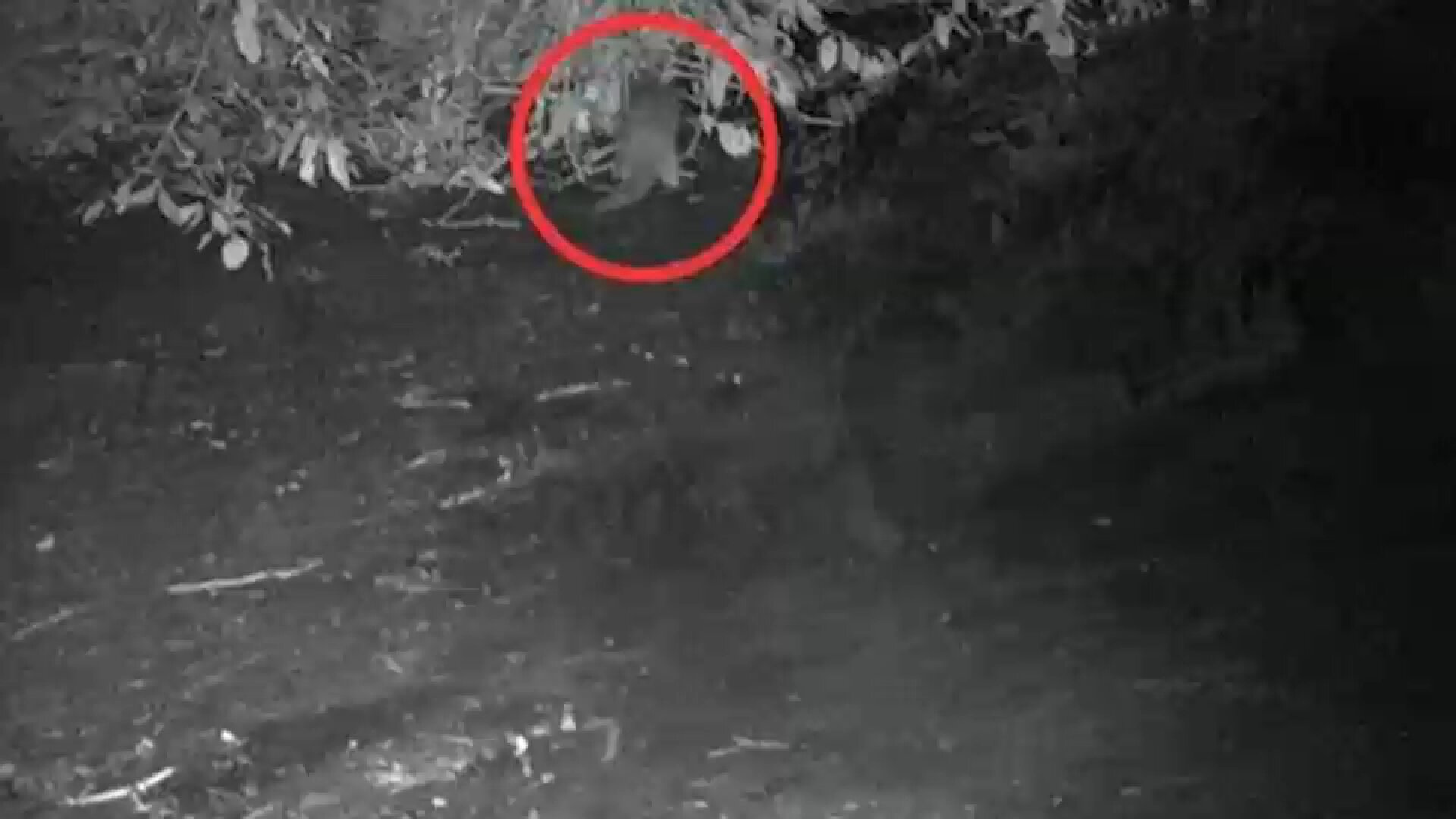 River otter returns to the Bronx River for the first time since the early 1900s