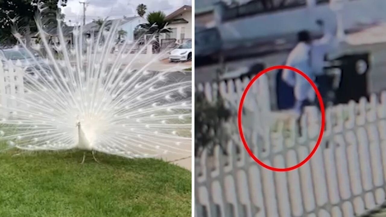Pasadena neighbors outraged after mailman seen on video attacking peacock