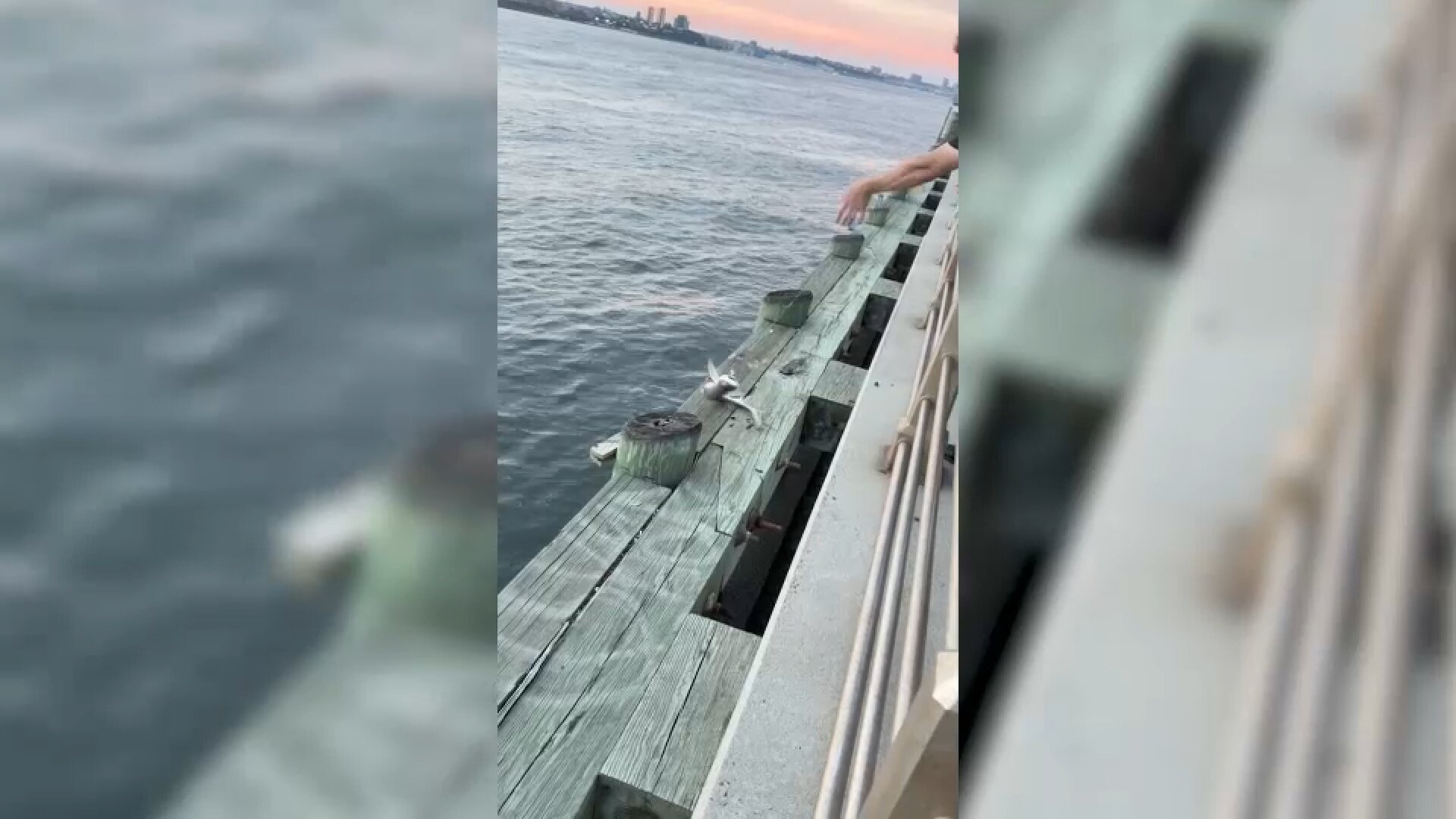 Little shark pulled from the Hudson River around New York City