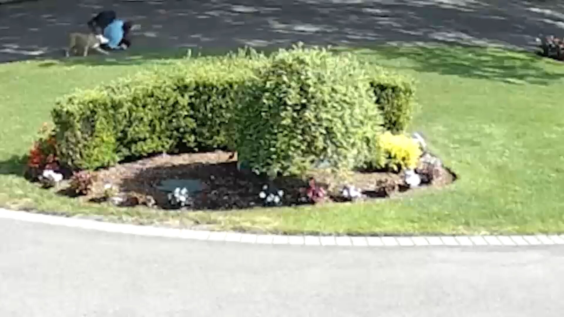 Dix Hills community on edge after multiple pit bull attacks