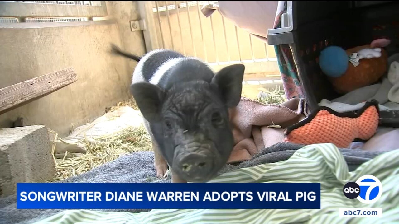 Award-winning songwriter Diane Warren adopts pig seen running loose through West Hollywood