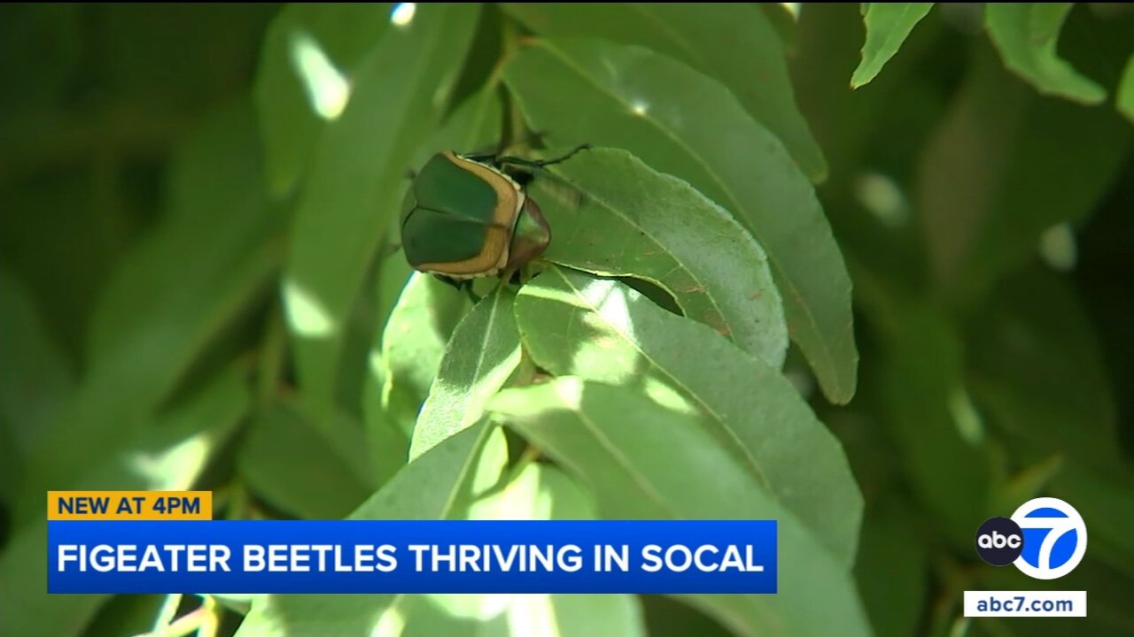 Figeater beetles thriving in Southern California this summer