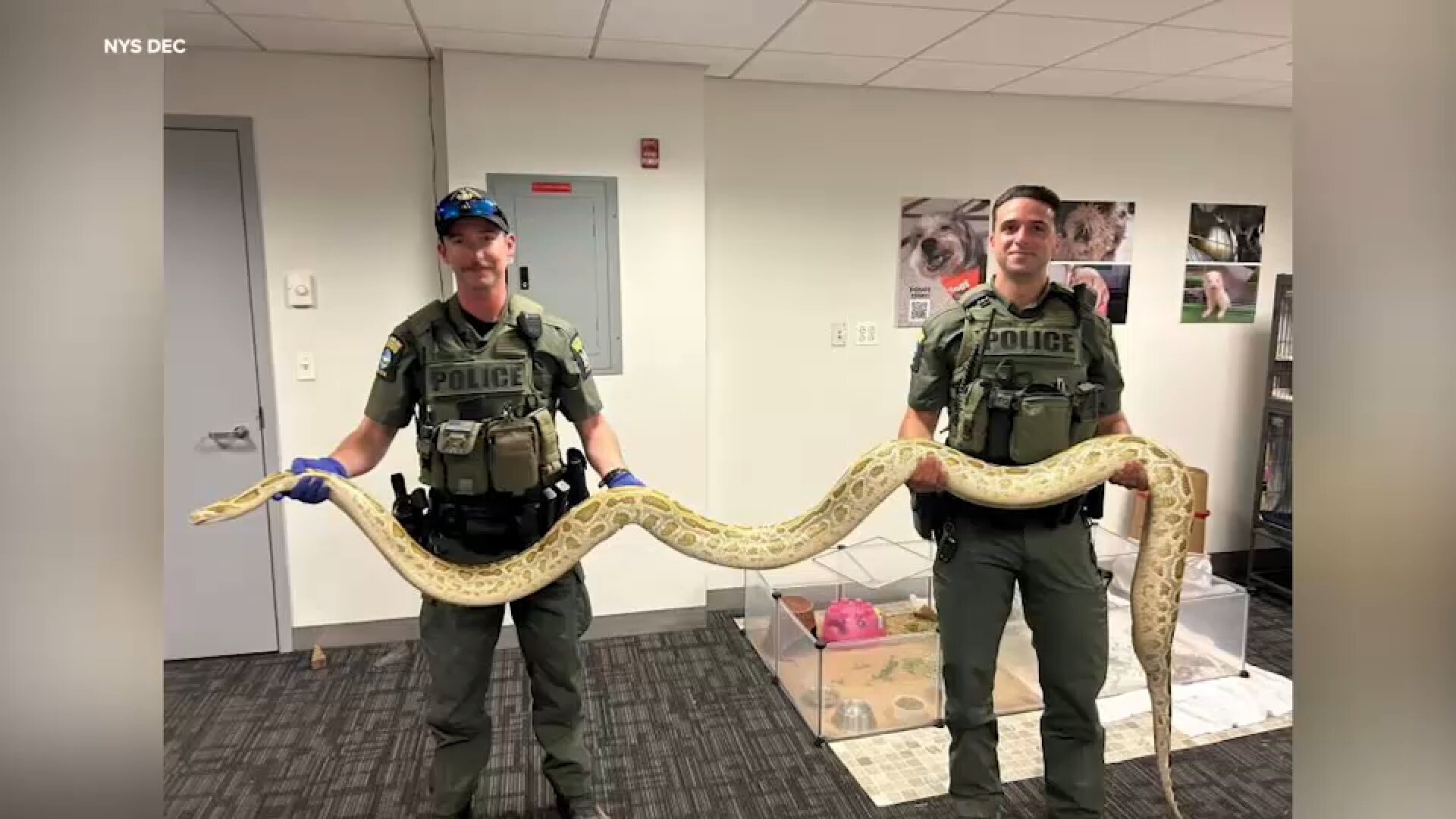 Burmese python confiscated at Coney Island after owner caught showing it to crowd