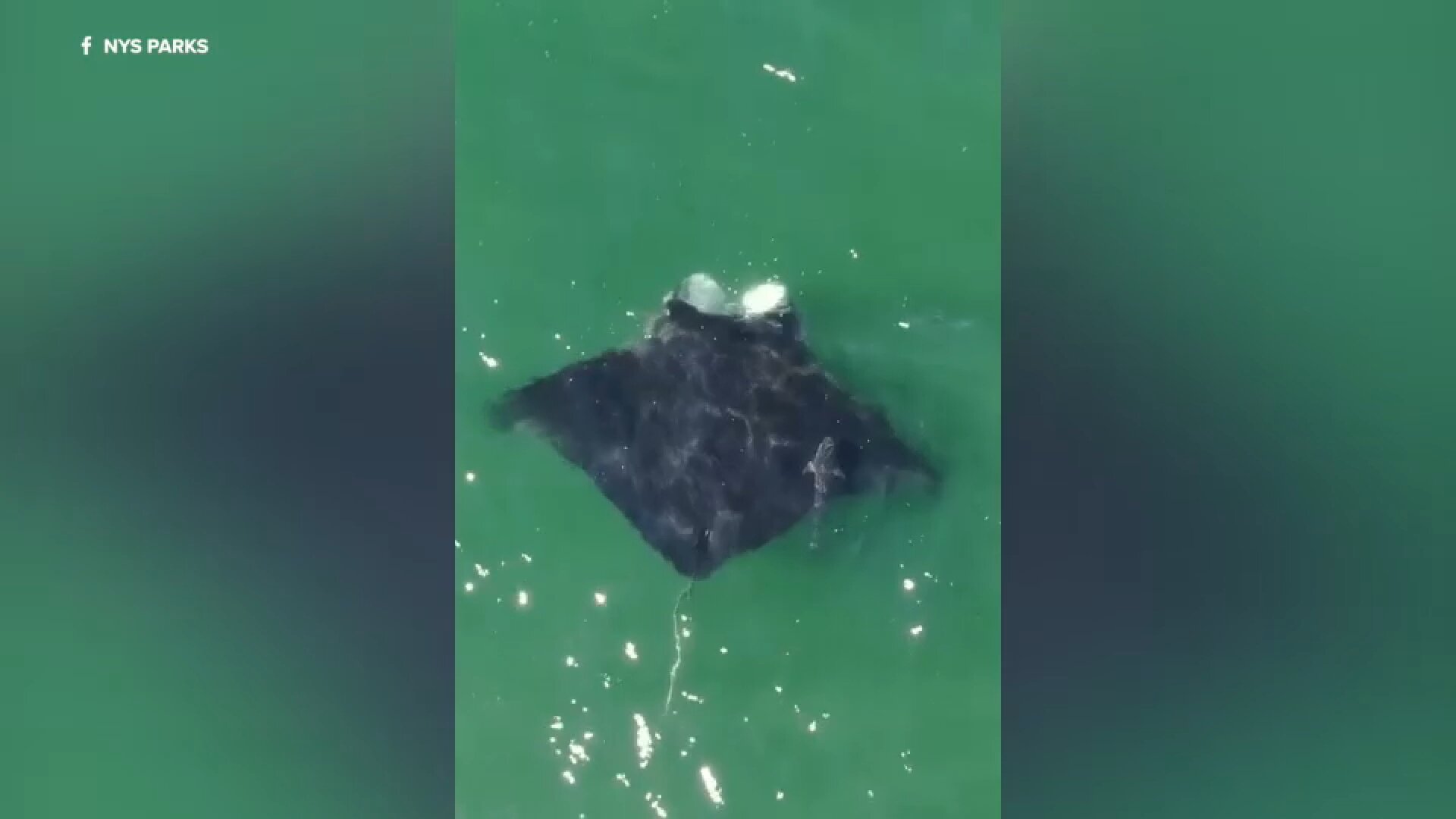 Oceanic manta ray spotted feeding off coast of Jones Beach