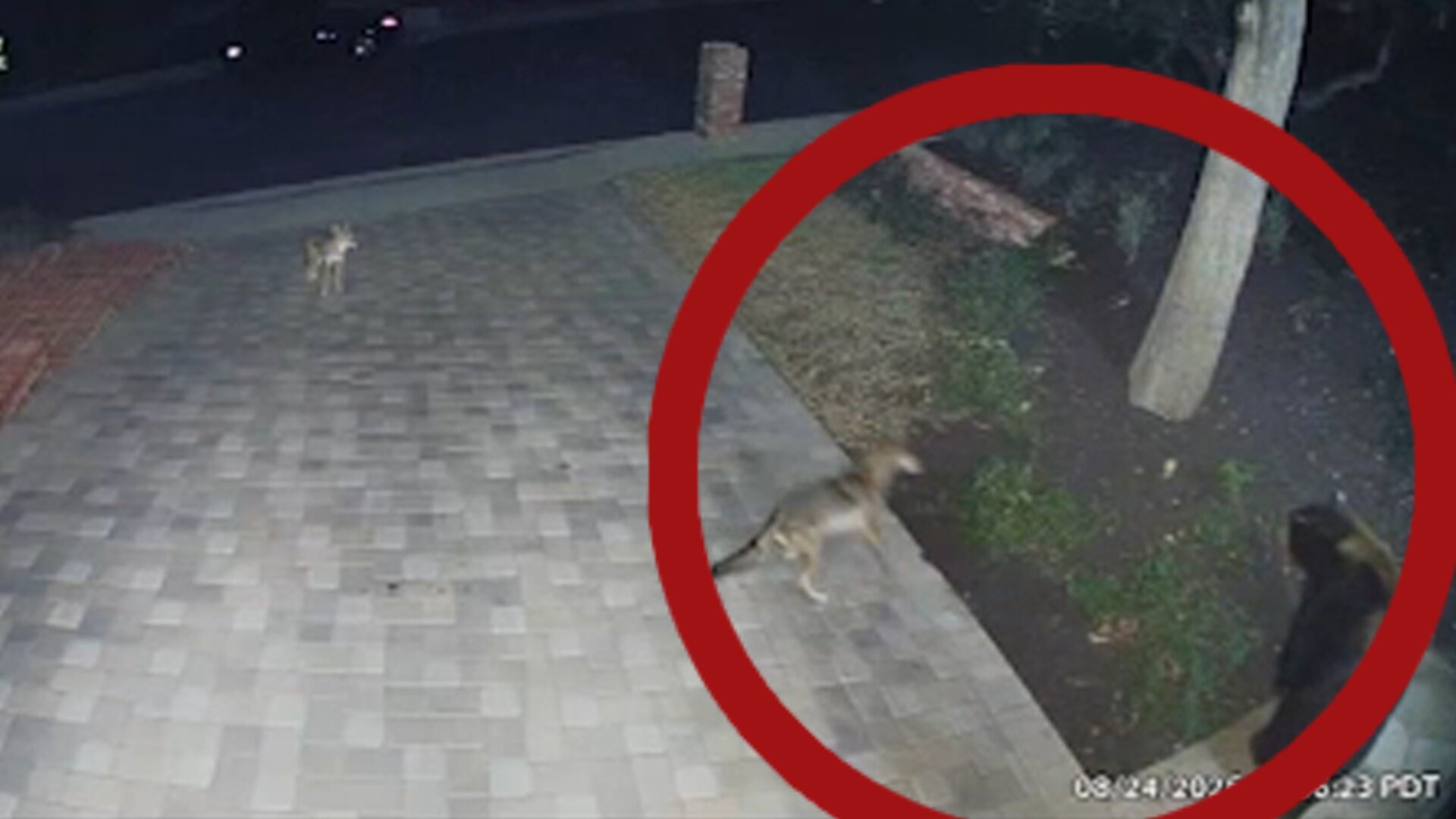 Bear and 2 coyotes cross paths in Tarzana near 101 Freeway, with larger coyote appearing to defend smaller one