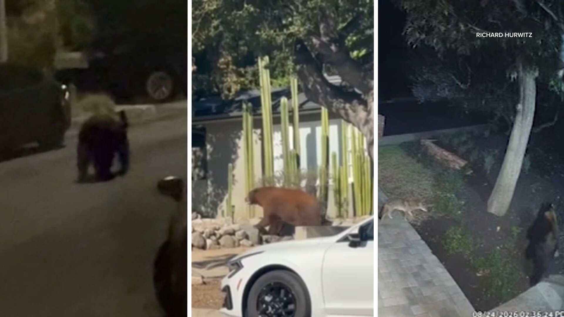 Bears, coyotes spotted in unexpected SoCal places during scorching heat wave