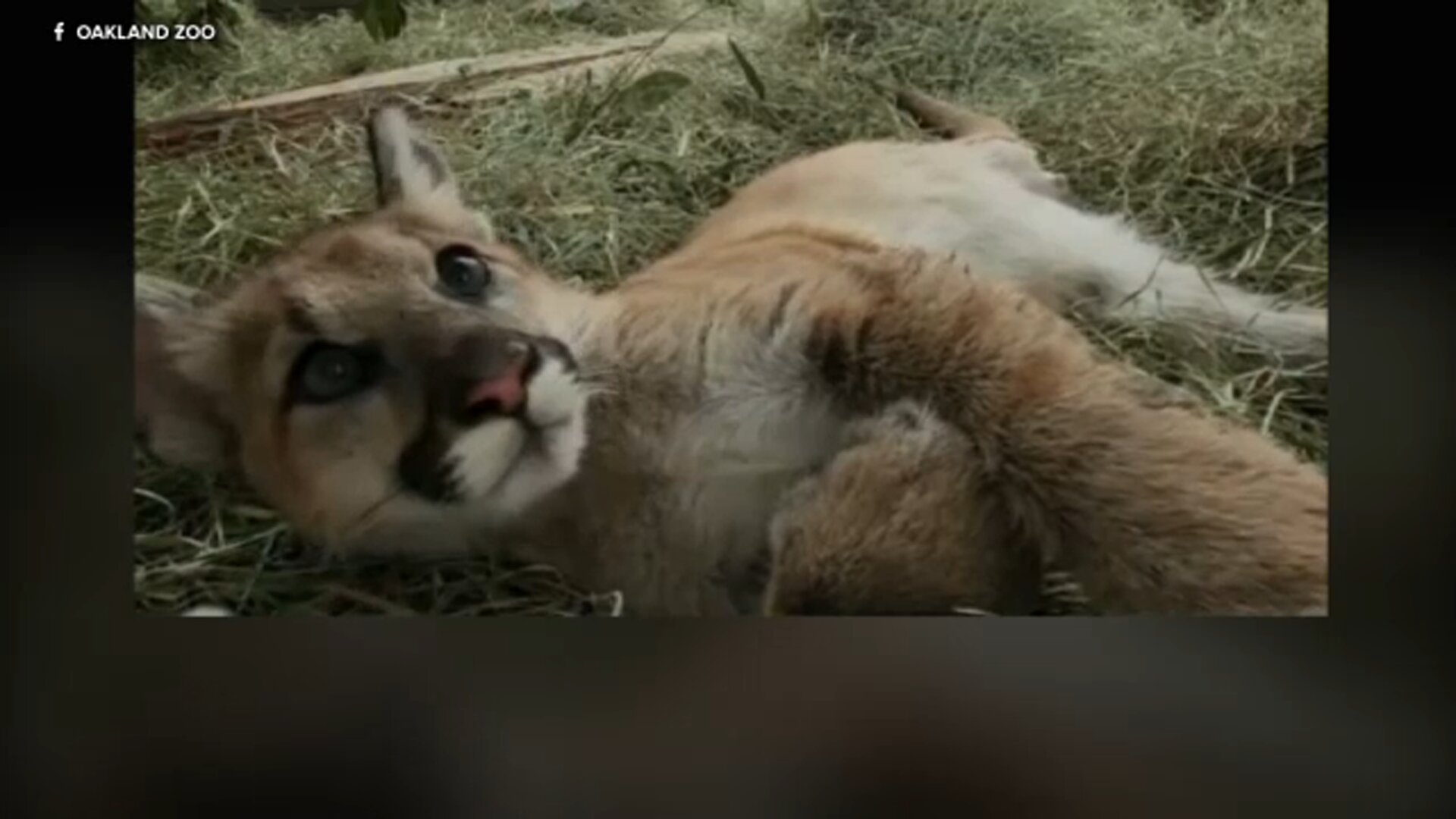 Mountain lion cub rescued in SoCal is recovering well after having leg amputated