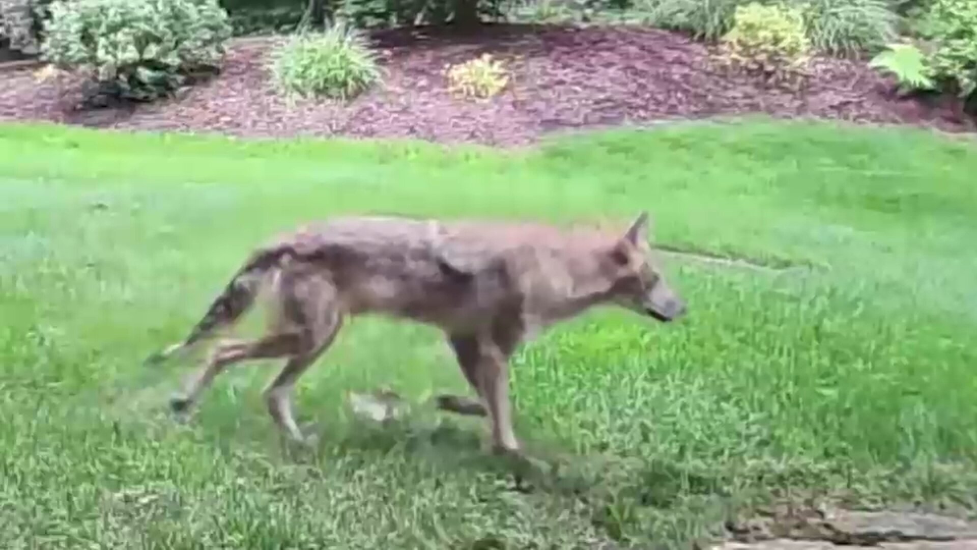 Aggressive coyote attacks multiple dogs in Connecticut