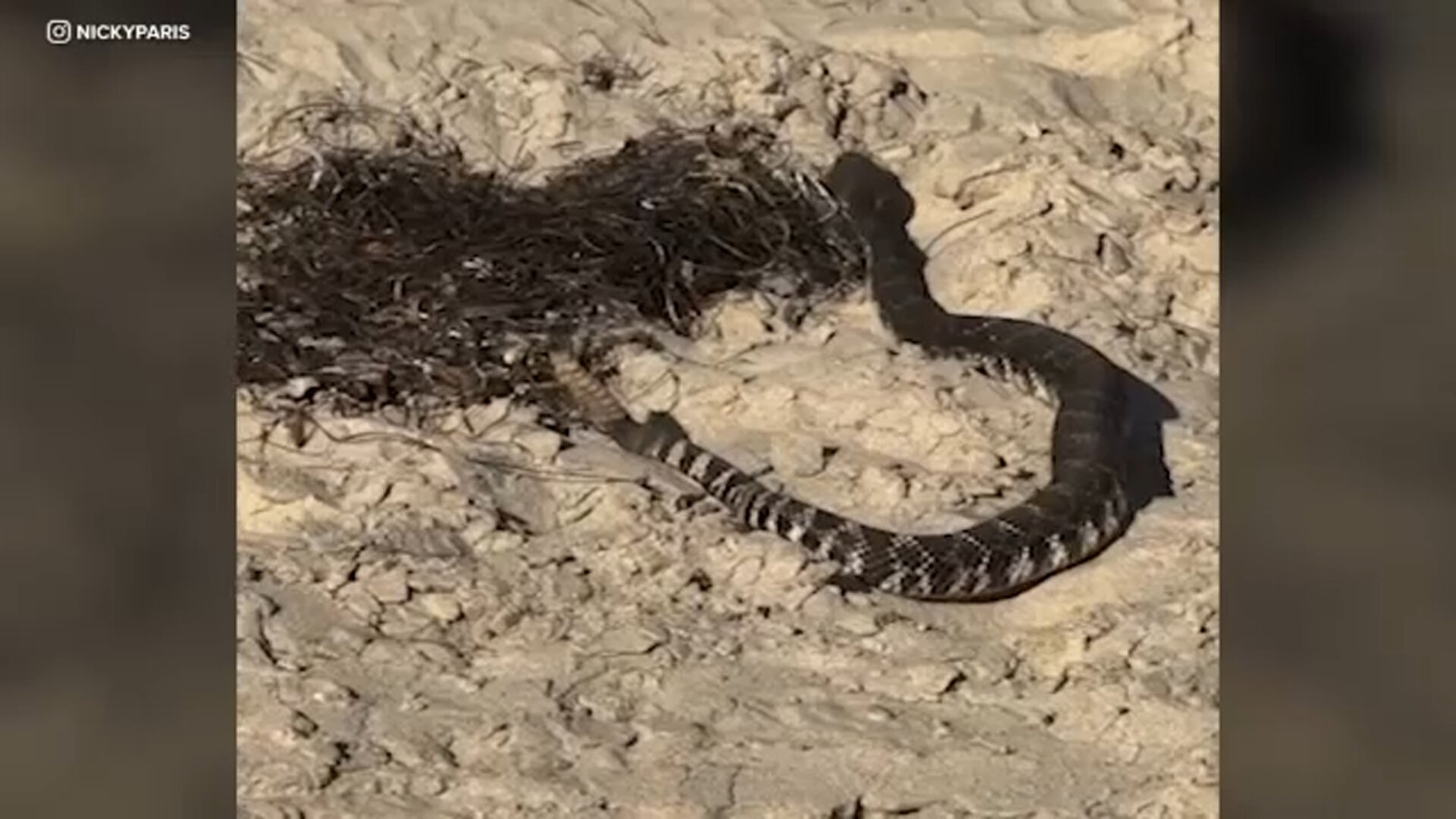 Rattlesnake spotted on the beach in Orange County; man says it slithered by his feet at Newport Beach