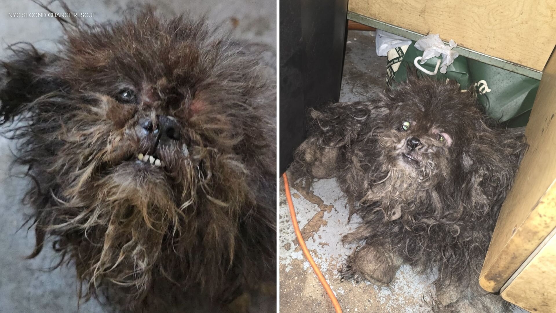 2 dogs rescued from Bronx apartment building basement