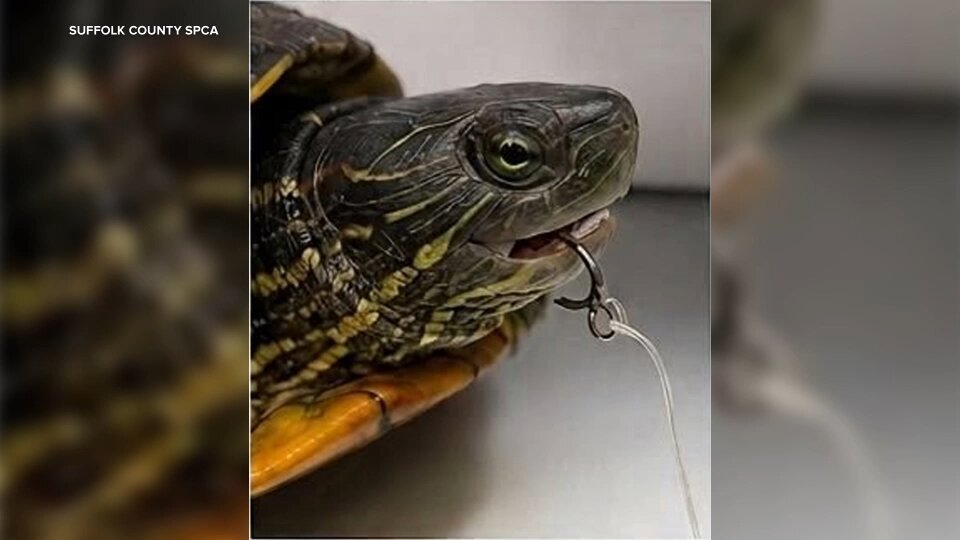 Turtle found tethered, submerged inside a cage in lake at Long Island park
