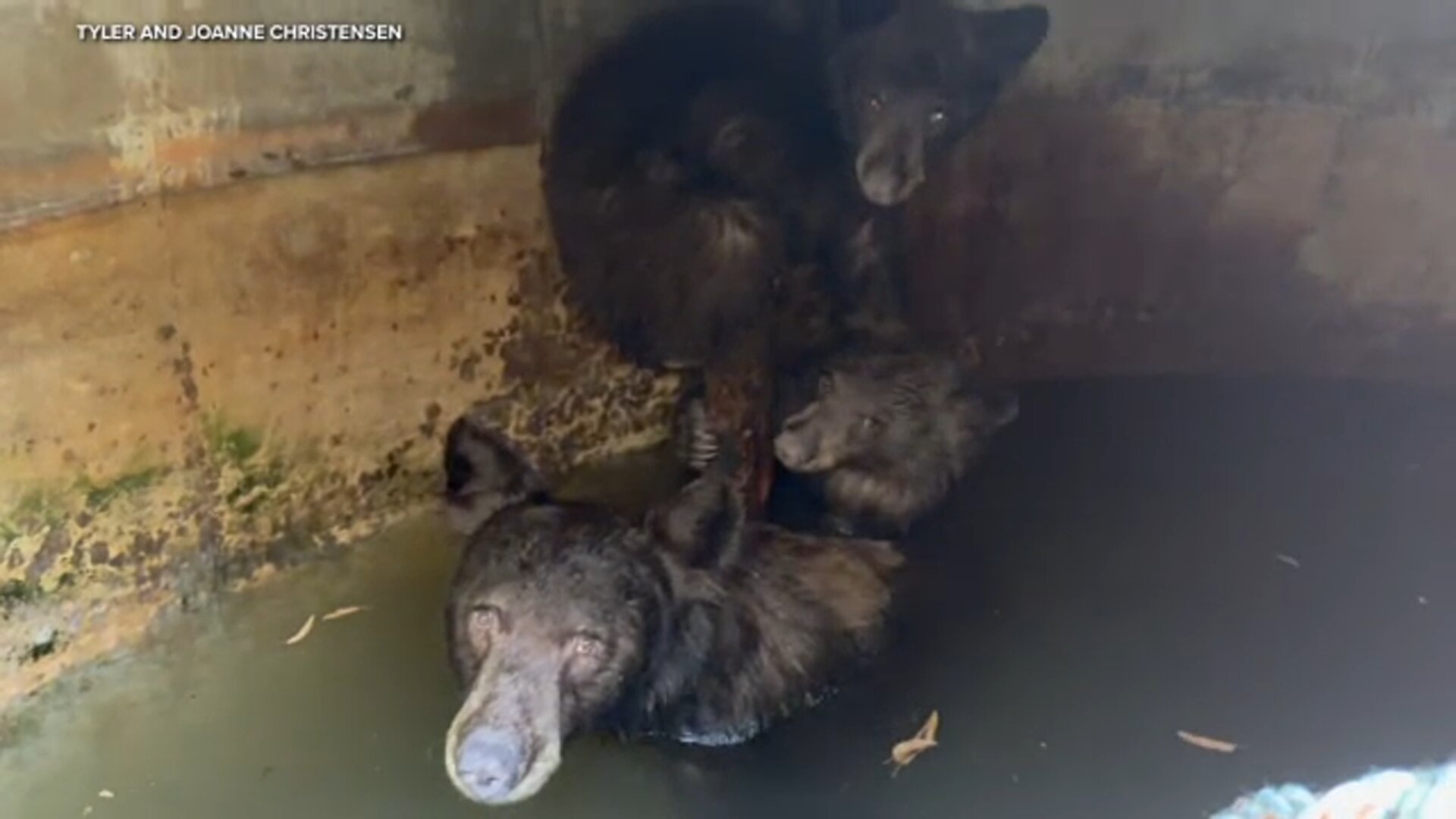 Wildlife officials work to free three trapped bears in La Verne